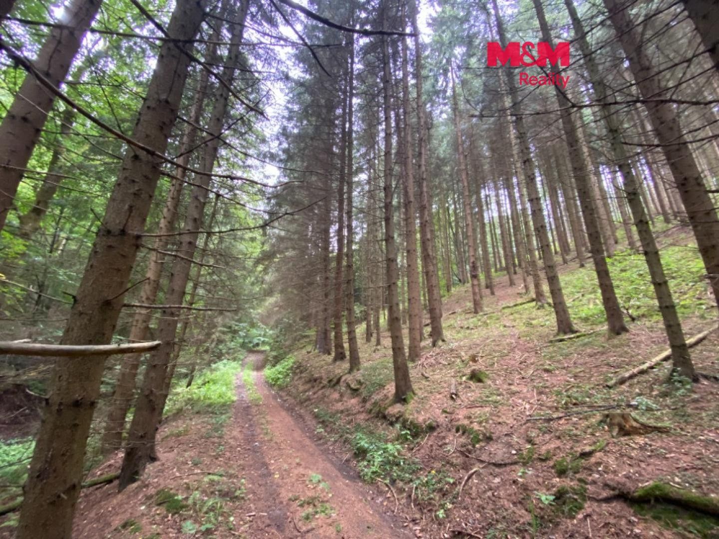 Lesy, Strážná - 1