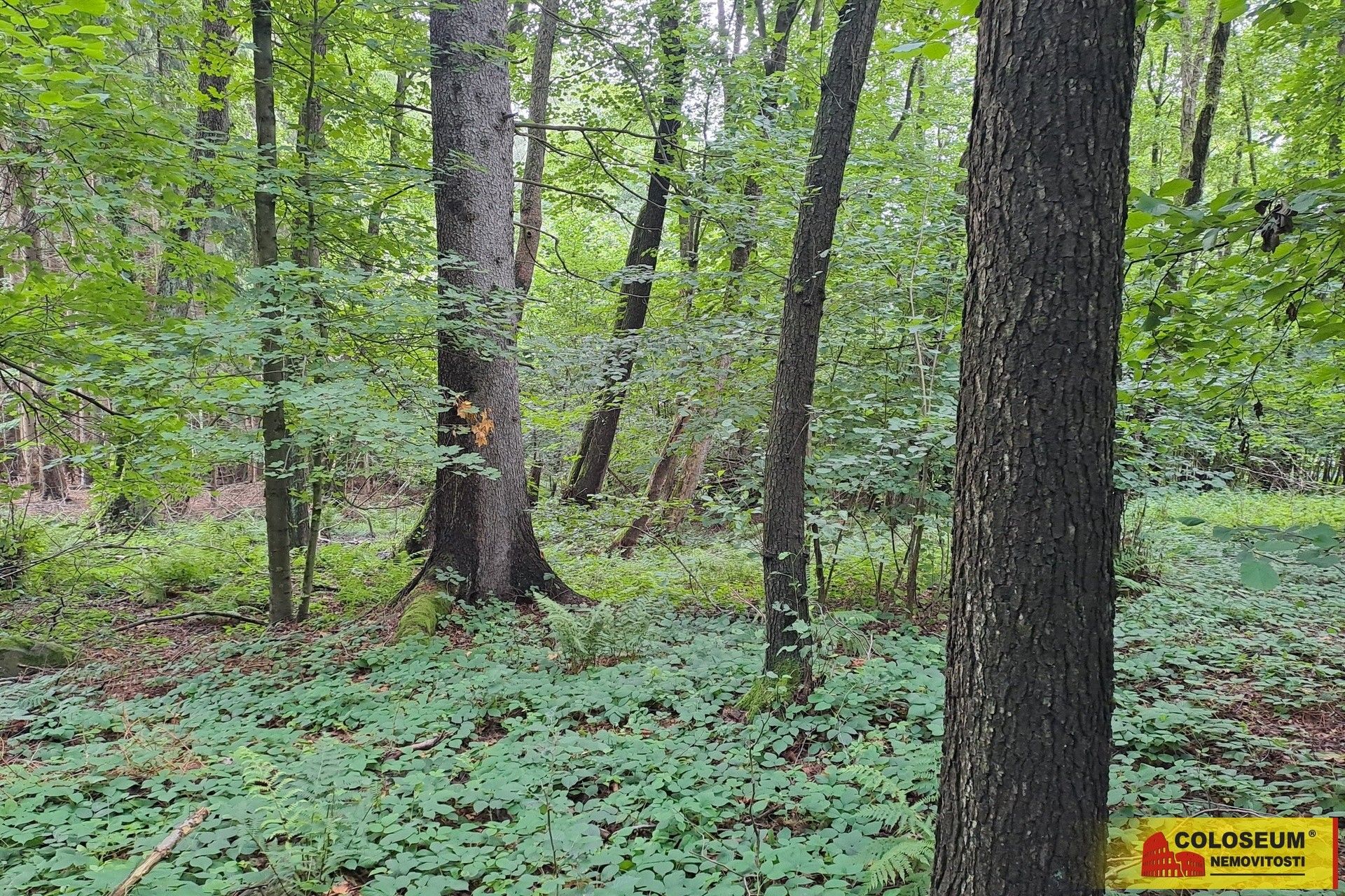 Prodej les - Dalečín Hluboké - 5