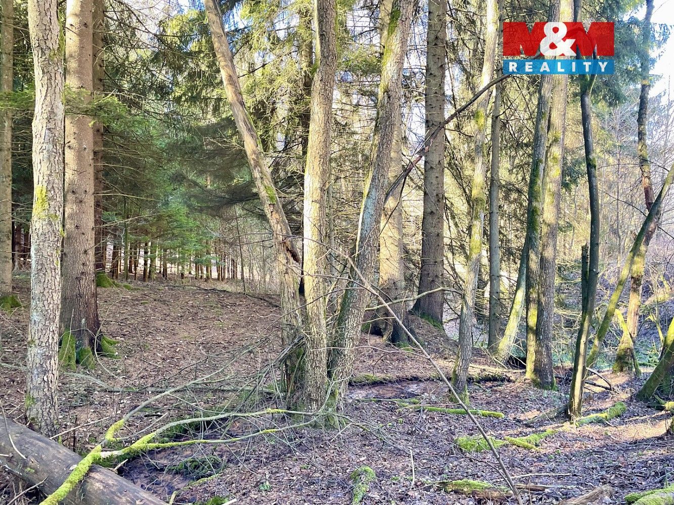 Prodej les - Dolní Dobrouč - Lanšperk, okres Ústí nad Orlicí, Pardubický kraj - 5