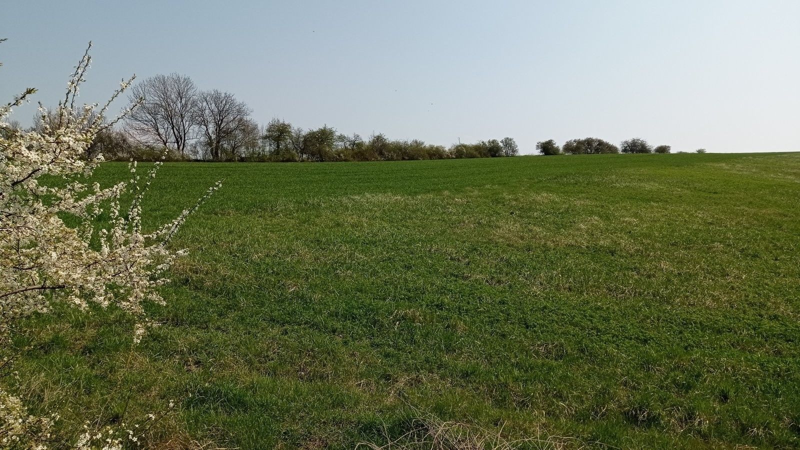 Pozemek · 6 023 m² · Vrchní 1, Velké Němčice - 4