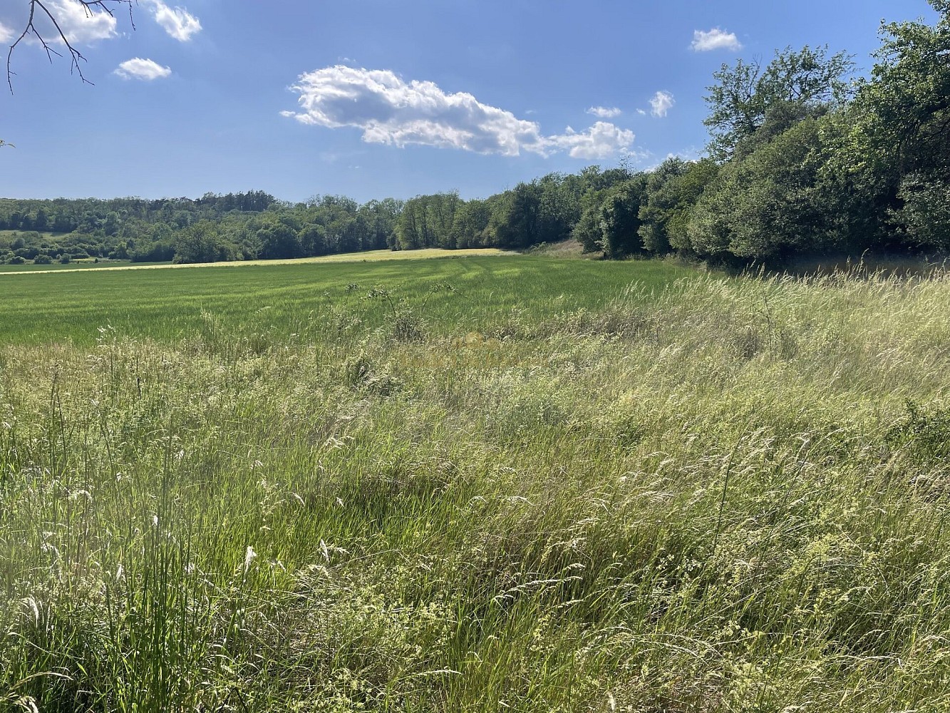 Prodej zahrada - Nová Ves, okres Mělník - 5