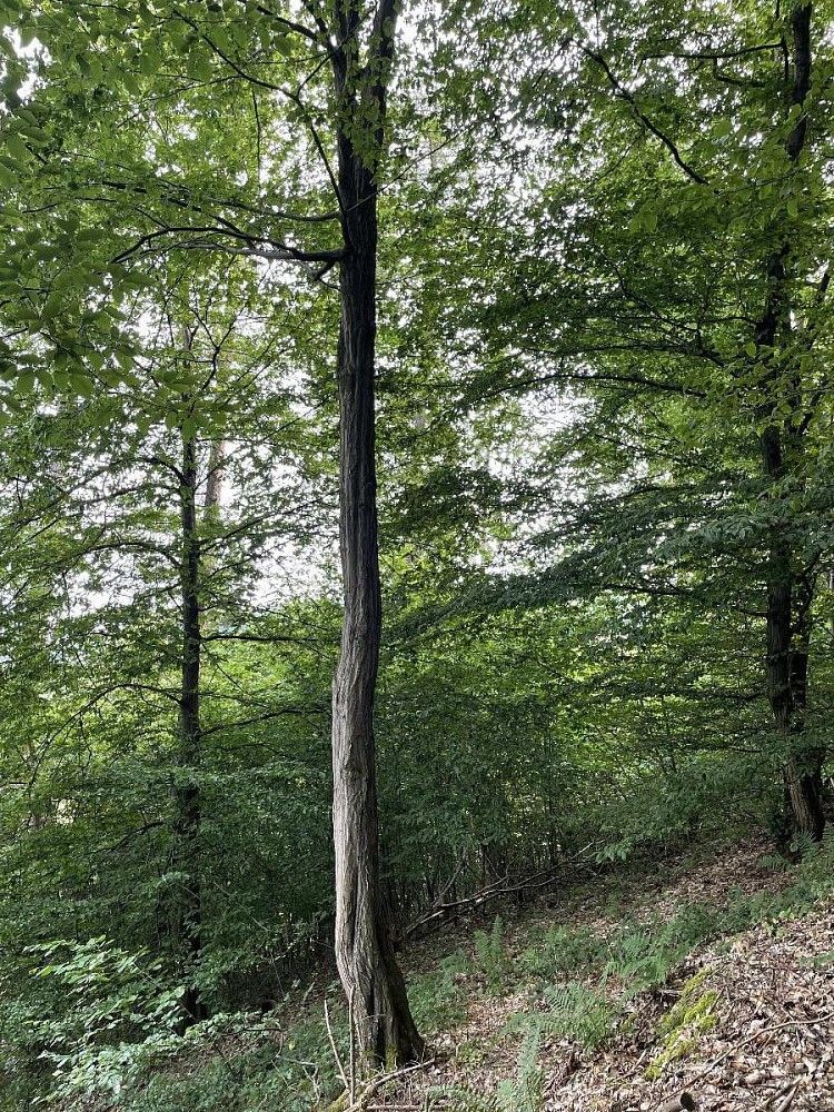 Pozemek · Bohdíkov - Bučovice, okres Šumperk, Olomoucký kraj - 4