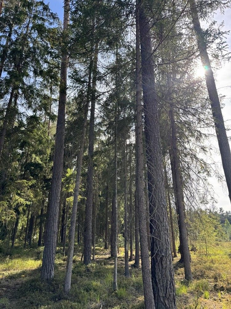Lesy, Novosedly nad Nežárkou, okres Jindřichův Hradec - 1