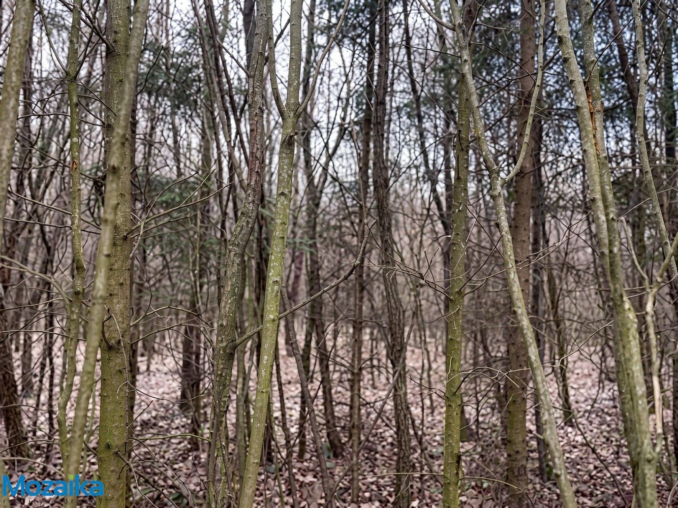 Lesy, Horní Heřmanice, okres Ústí nad Orlicí - 2