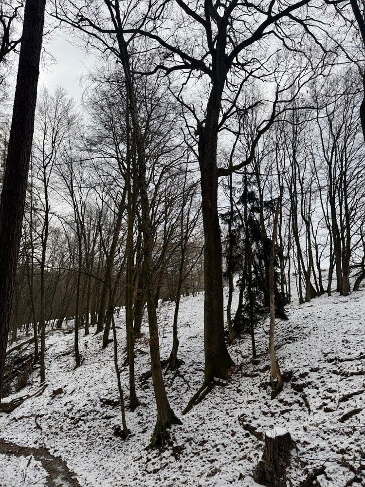 Lesy, Ježkovice - Šluknov, okres Vyškov, Jihomoravský kraj - 2