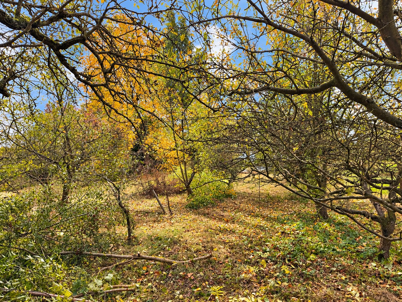 Zahrada · Moravany, okres Pardubice - 3