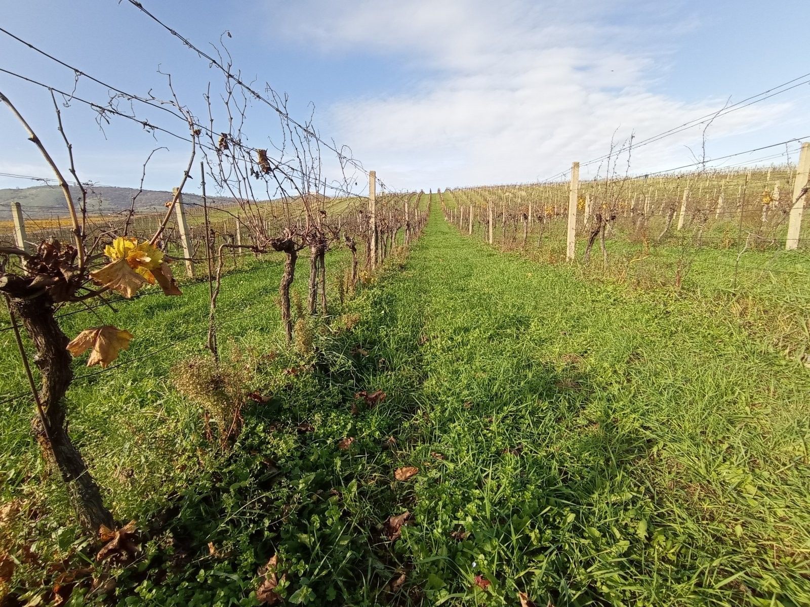 Pozemek · 9 794 m² · Pavlov - 3