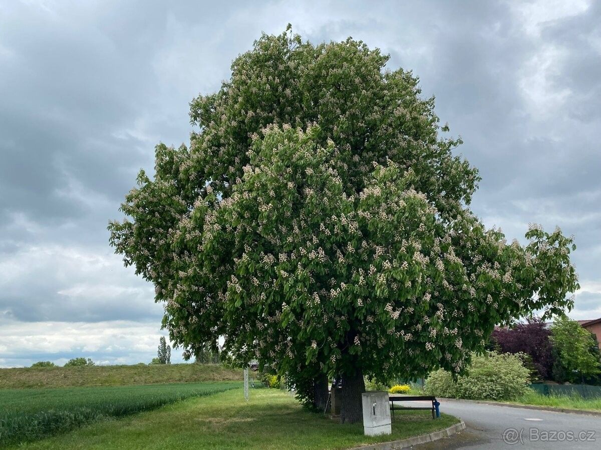 Pozemky pro bydlení, 251 70, Praha - východ