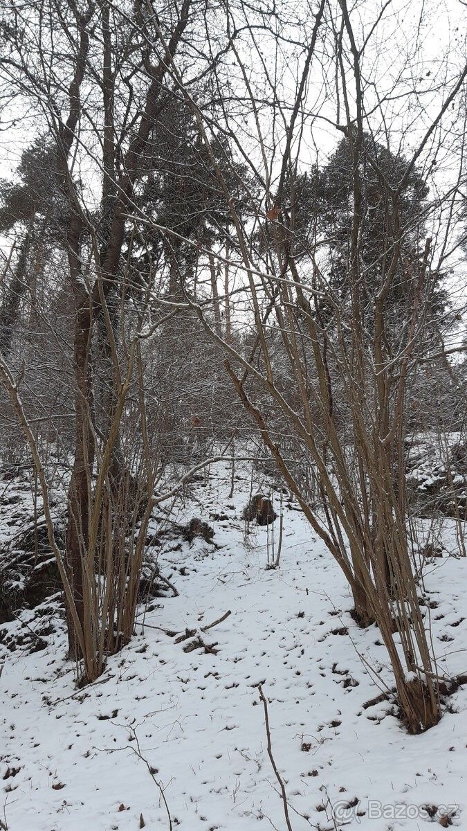 Prodej pozemek pro bydlení - Český Krumlov, 381 01