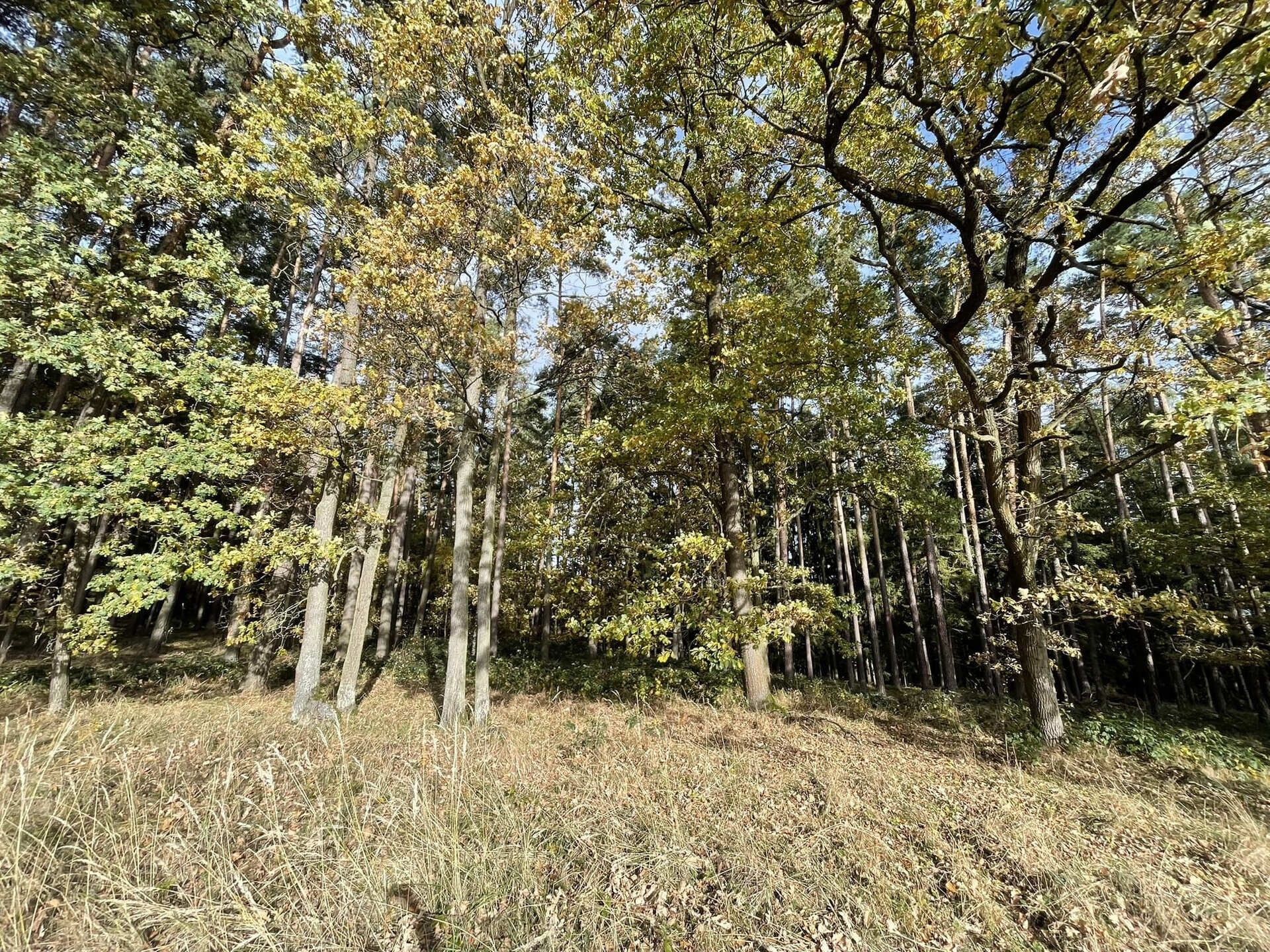 Lesy, Kaliště u Lipí, Lipí, 23 m²