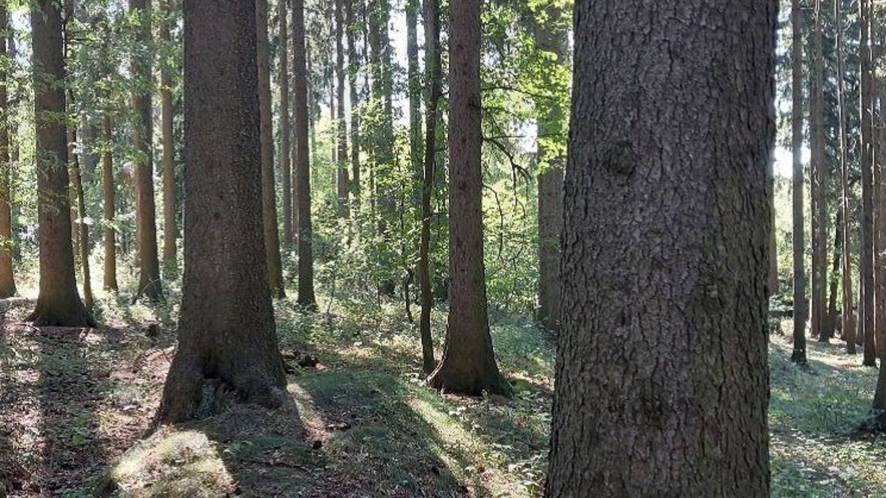 Lesy, Pelhřimov - 2