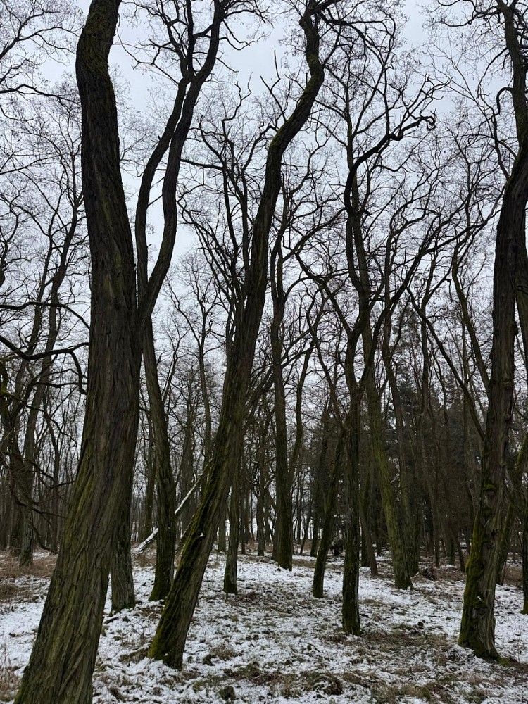 Lesy, Chodouny - Nemojany, okres Litoměřice, Ústecký kraj - 1
