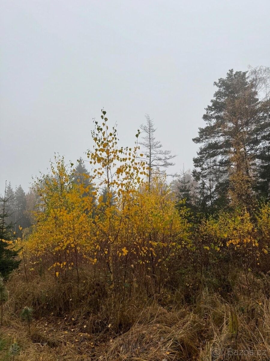 Pozemky pro bydlení, Koloveč, 345 43