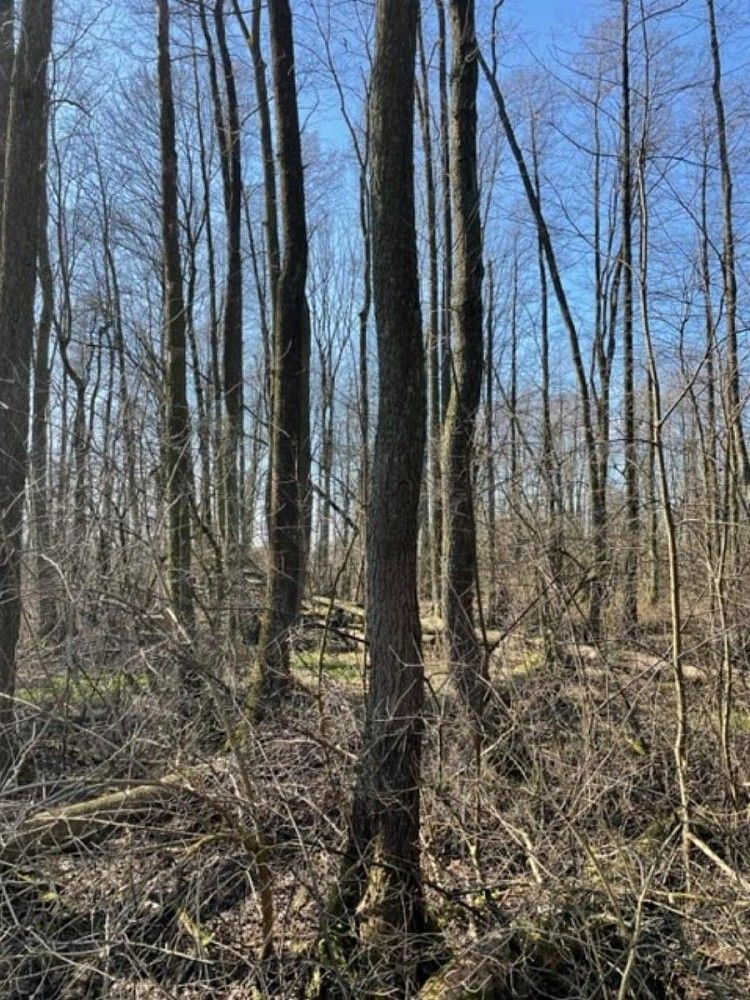 Prodej les - Rychnovek - Dobříč, okres Náchod, Královéhradecký kraj - 5