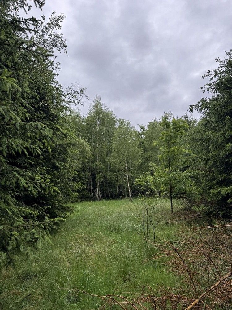 Les · Verneřice, okres Děčín, Ústecký kraj - 3