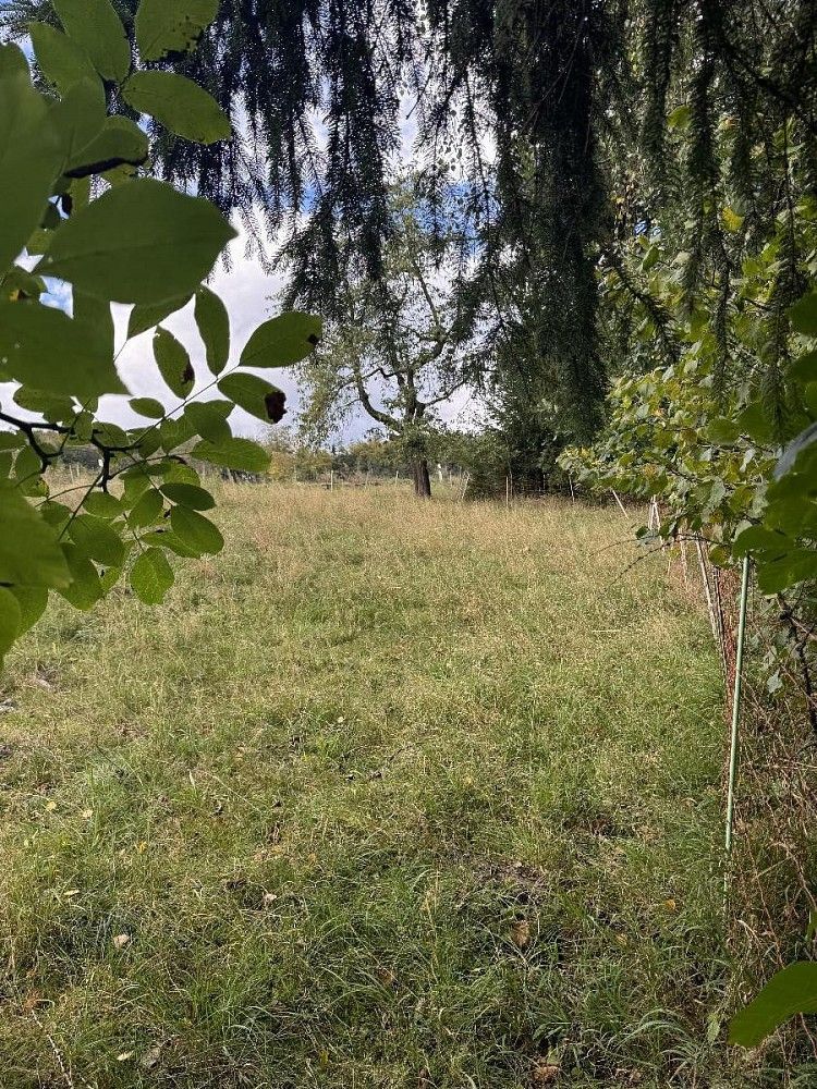 Ostatní, Velké Svatoňovice - Druztová - 2