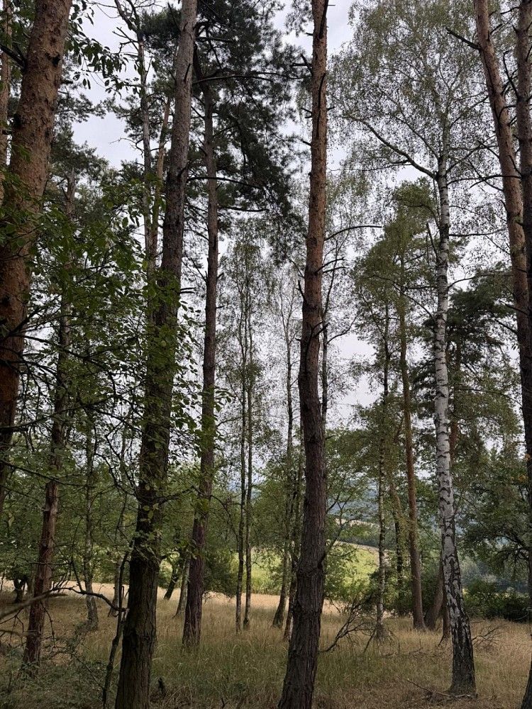 Les · Kladruby - Hřešihlavy, okres Rokycany - 4