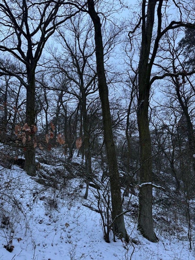Lesy, Holubice - Rybniště, okres Praha-západ, Středočeský kraj - 2