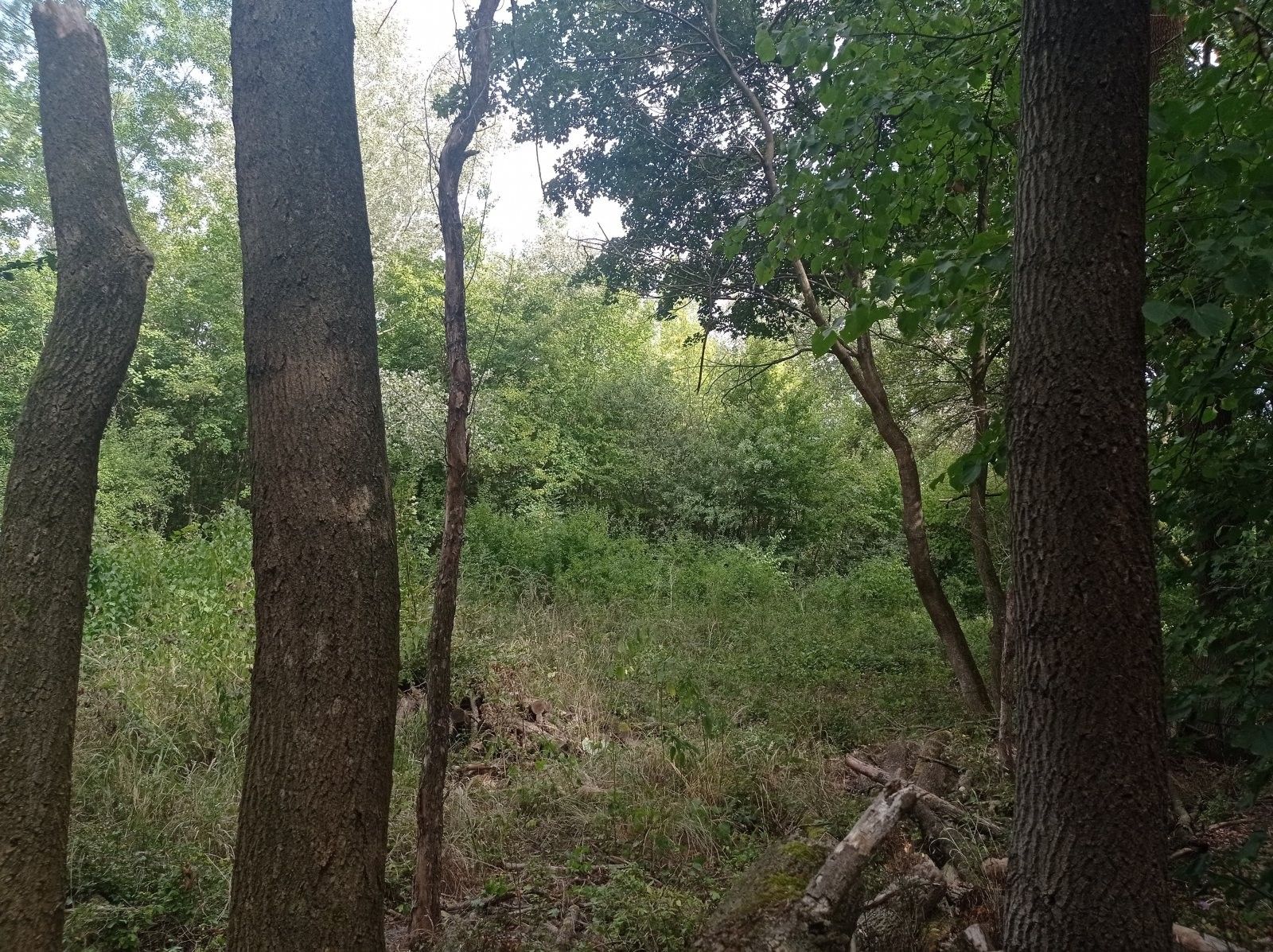 Louka · 5 680 m² · Lednice Nejdek - 3