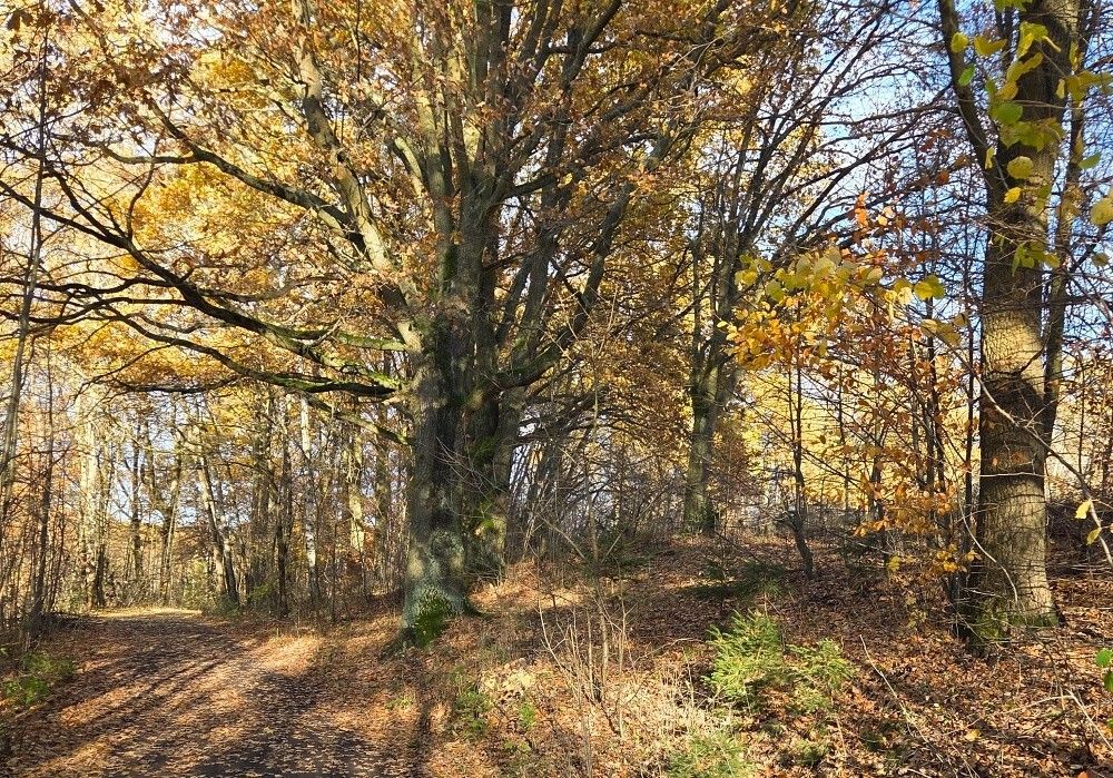Prodej pozemek pro bydlení - Horní Libchava u České Lípy, 471 11