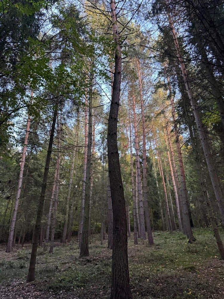Lesy, Velká Polom - Marefy, okres Ostrava-město, Moravskoslezský kraj - 2