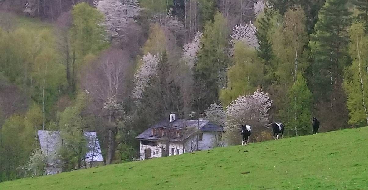 Chata · Kašperské Hory - Dolní Dvorce u Kašperských Hor, Plzeňský kraj - 3