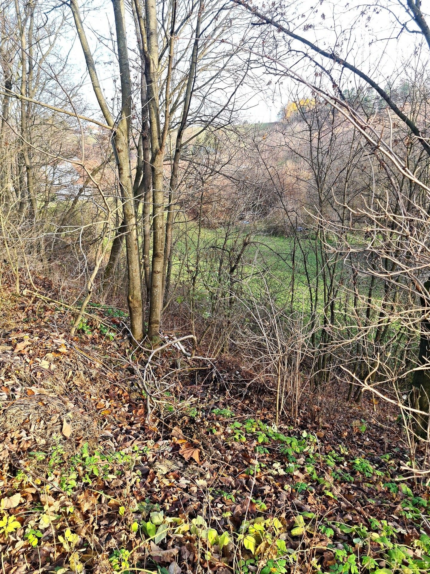 Prodej louka - Klášter, Vilémov