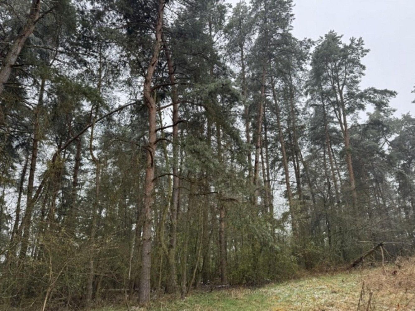 Prodej les - Frymburk - Druztová, okres Klatovy, Plzeňský kraj - 2