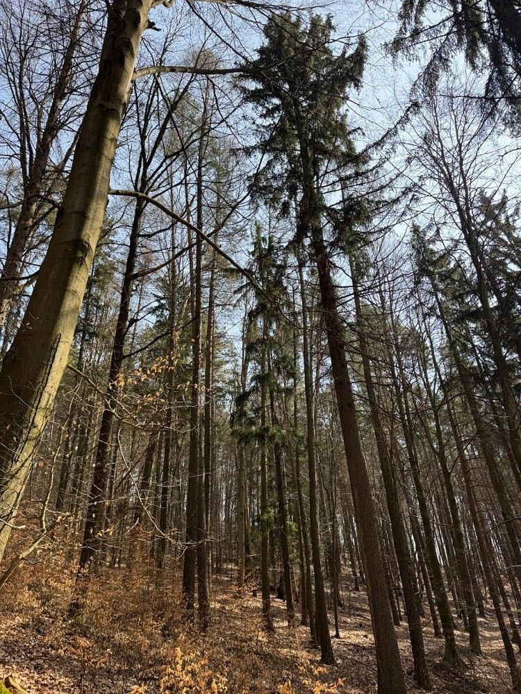 Les · Bohutín - Bučovice - 4