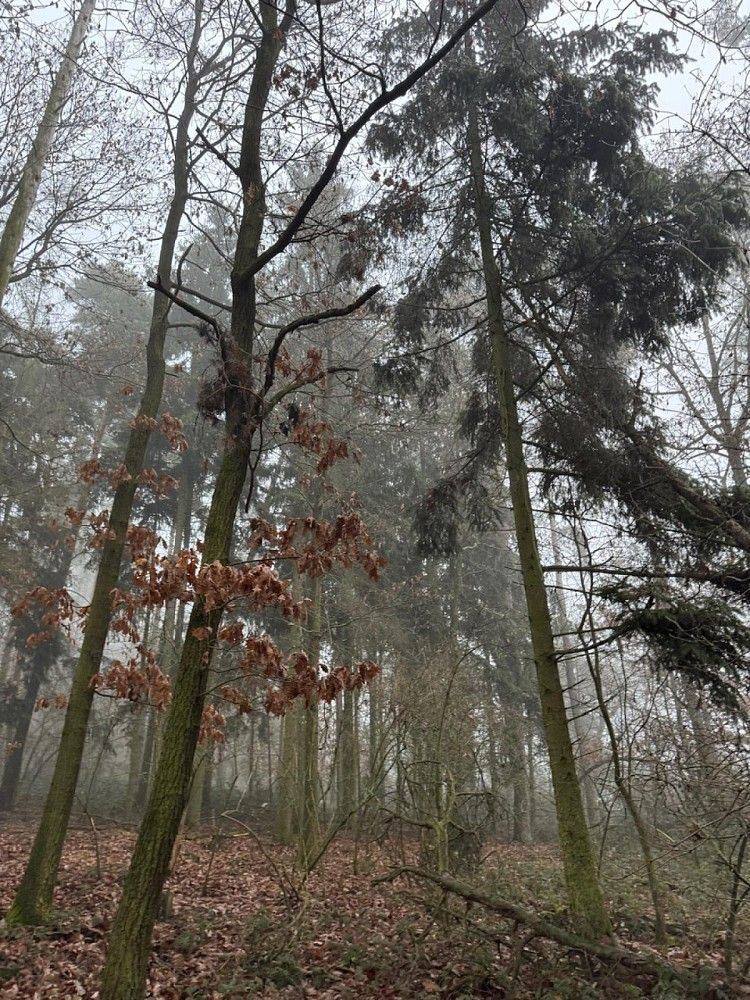 Prodej les - Hradiště - Nýřany, okres Domažlice, Plzeňský kraj - 5