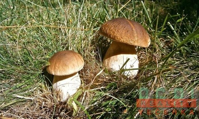Pozemek pro bydlení · Bavoryně Na Lhotkách - 4