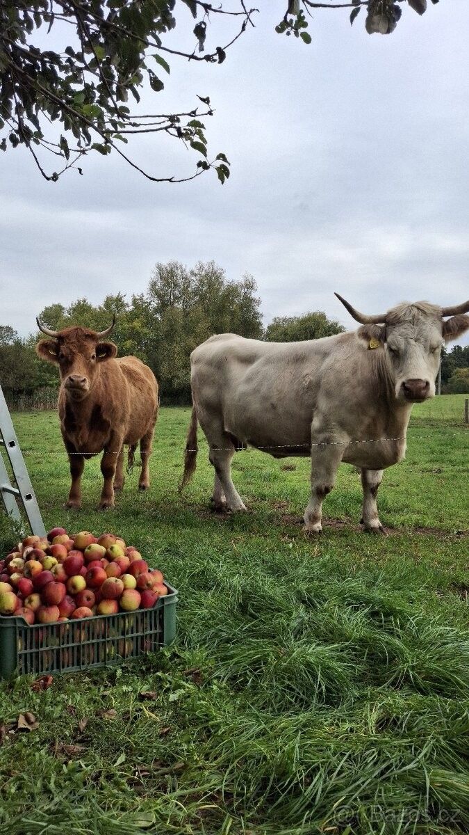 Pozemky pro bydlení, Rakovník, 269 01