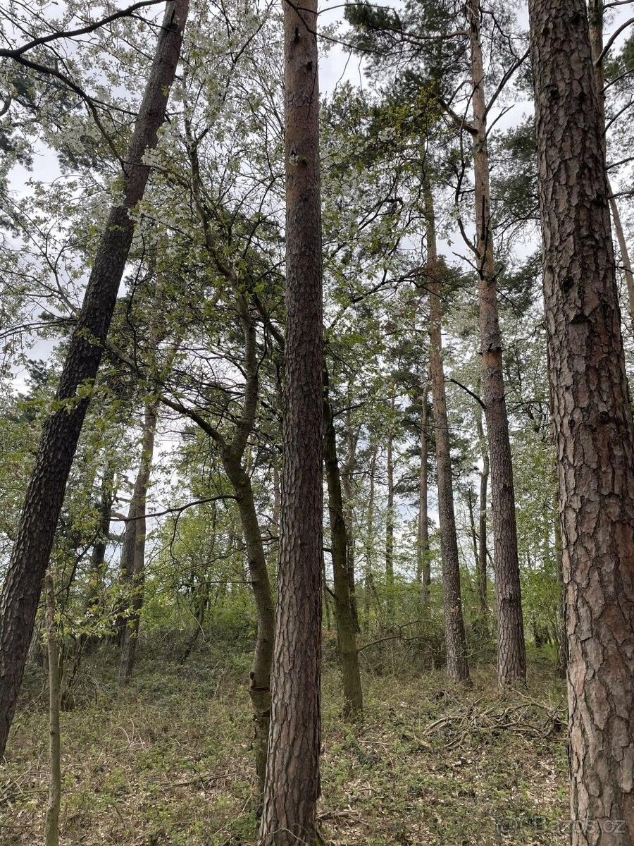 Prodej pozemek pro bydlení - Koloveč, 345 43