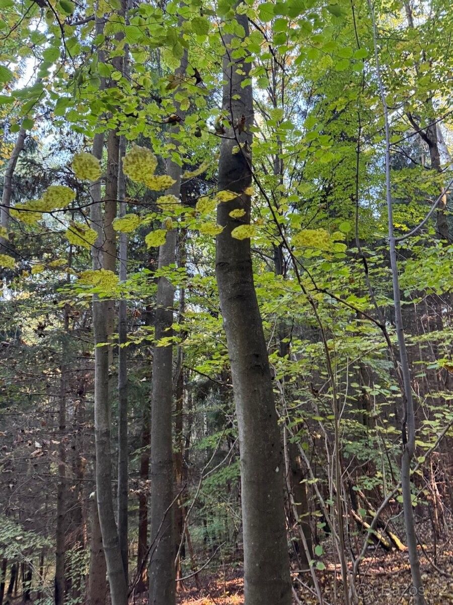 Pozemky pro bydlení, Ruda nad Moravou, 789 63