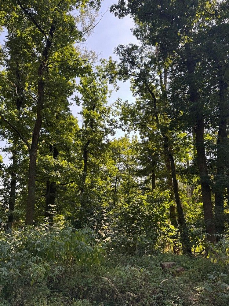 Les, 3 558 m²