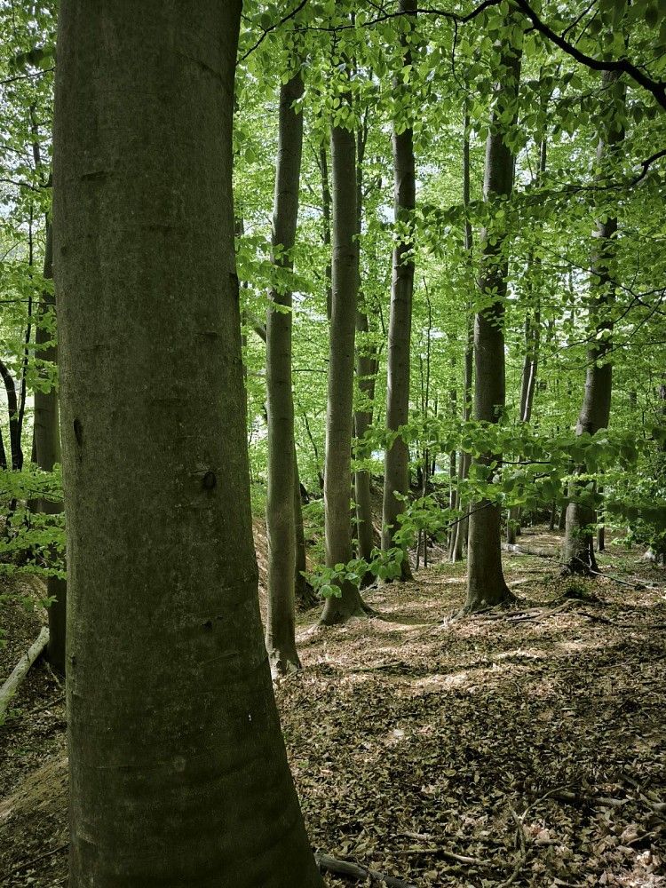 Lesy, Lhotsko - Mouchnice, okres Zlín, Zlínský kraj