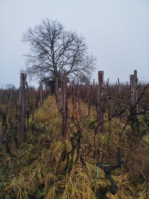 Zahrady, Bzenec, 696 81