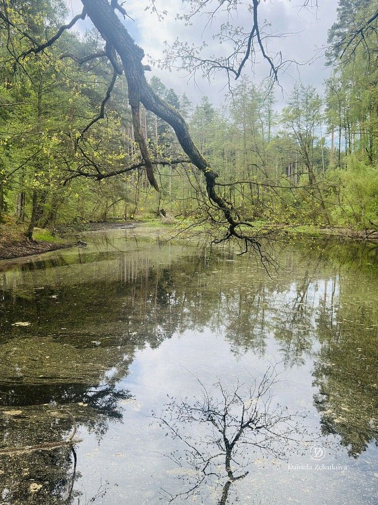 Prodej louka - Čakov - Čakovec, okres České Budějovice, Jihočeský kraj - 5