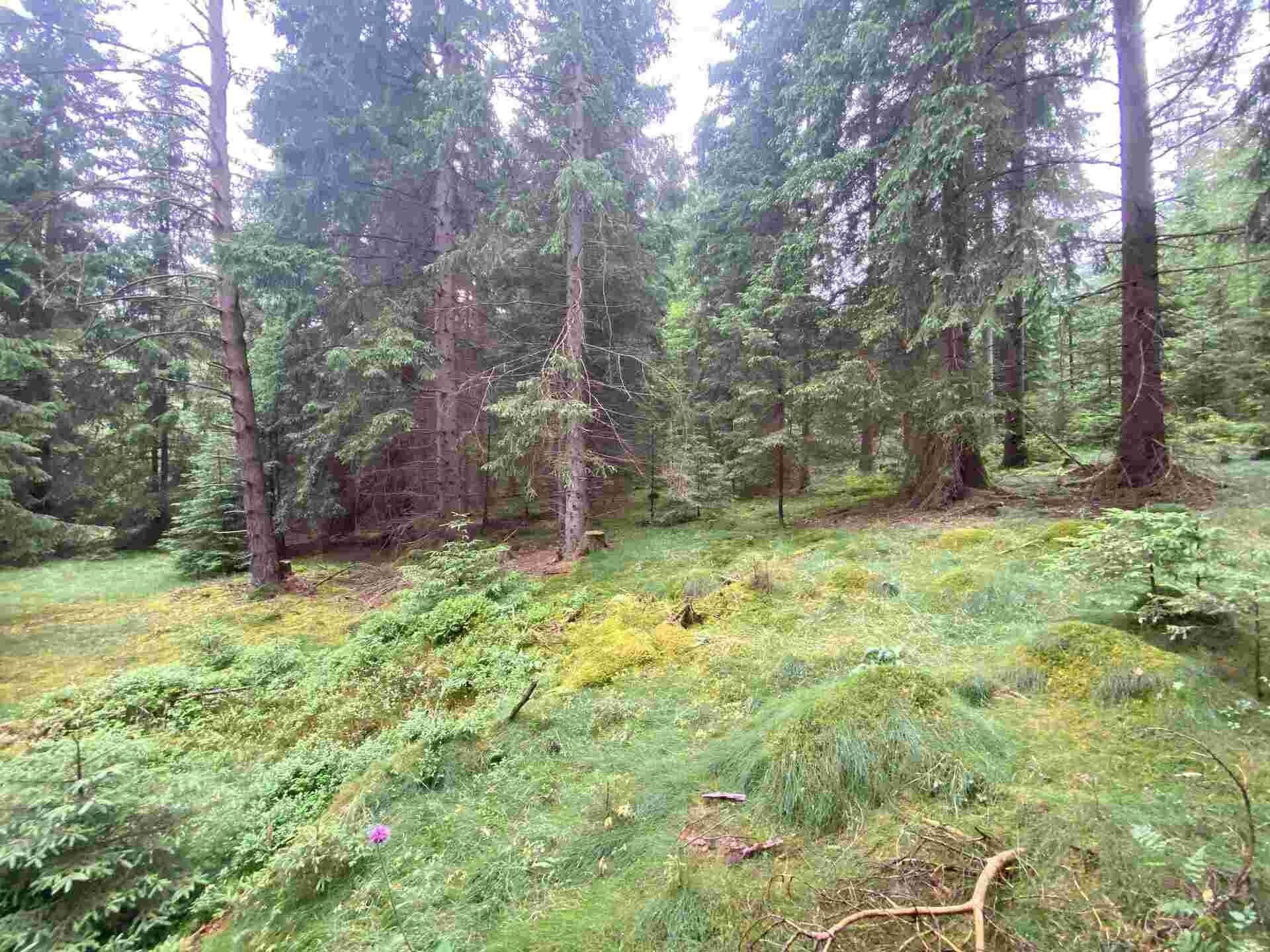 Zemědělský pozemek · 1 440 m² · Krásná - 4