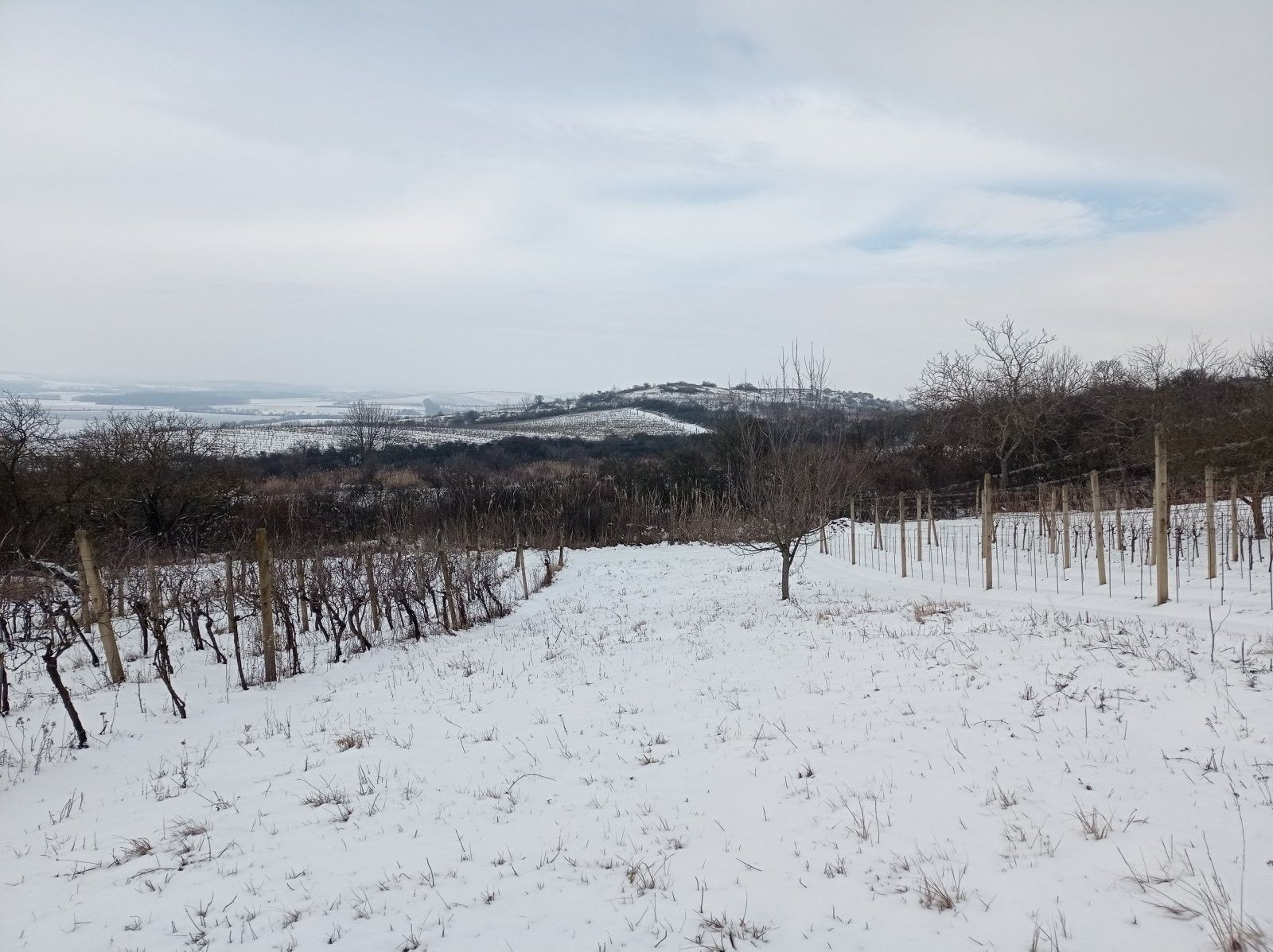 Prodej zahrada - Nová 1, Mikulov, 467 m²