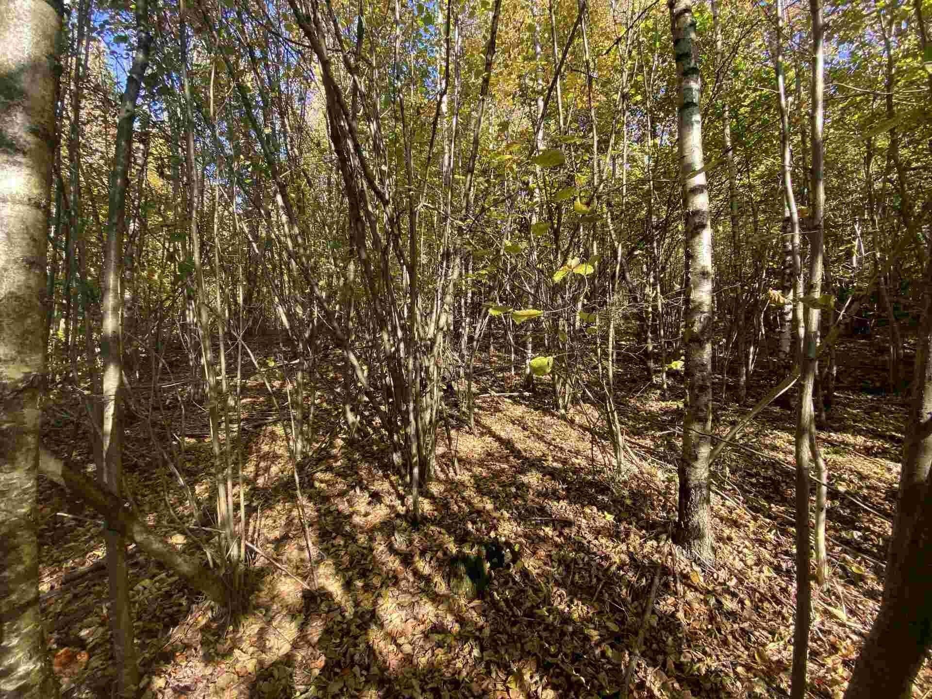 Zemědělský pozemek · 9 794 m² · Železný Brod - 3