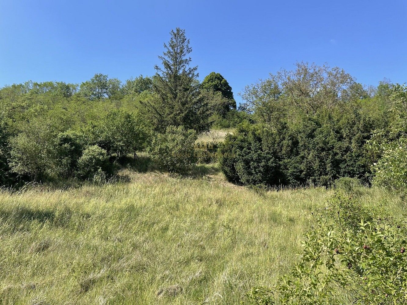Zahrada, 2 559 m²