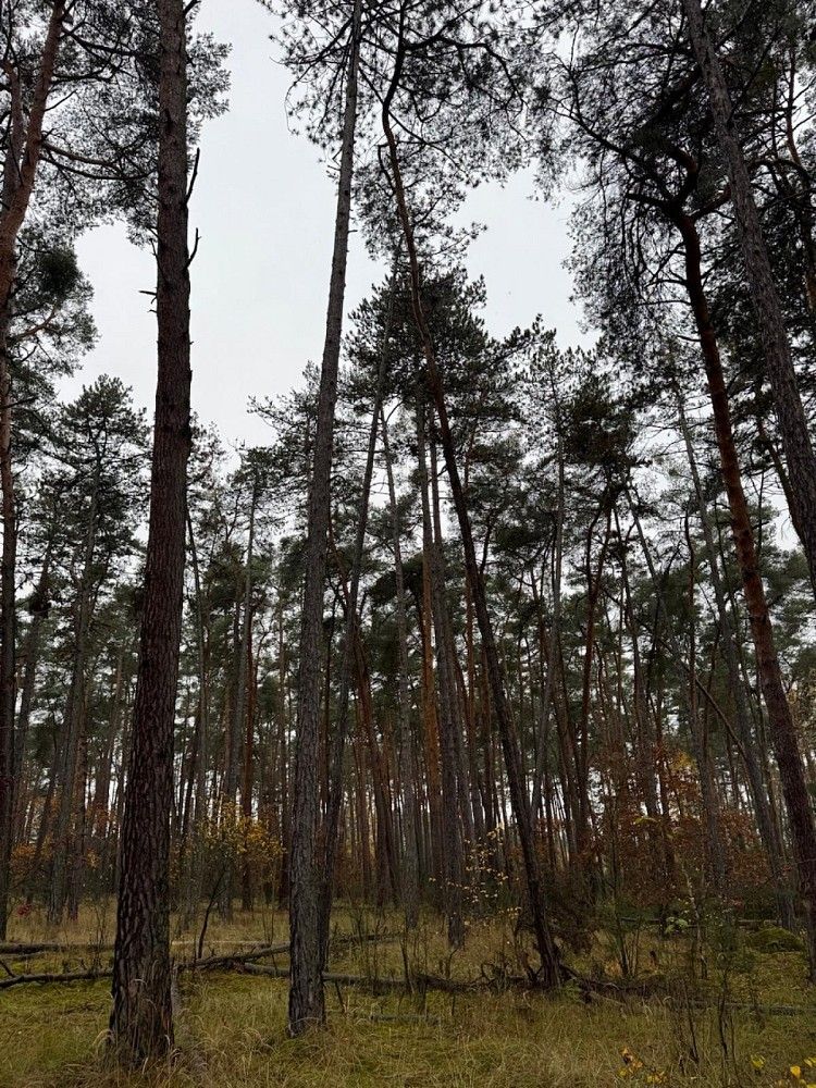 Les · Třebestovice - Drnovice, okres Nymburk, Středočeský kraj - 3