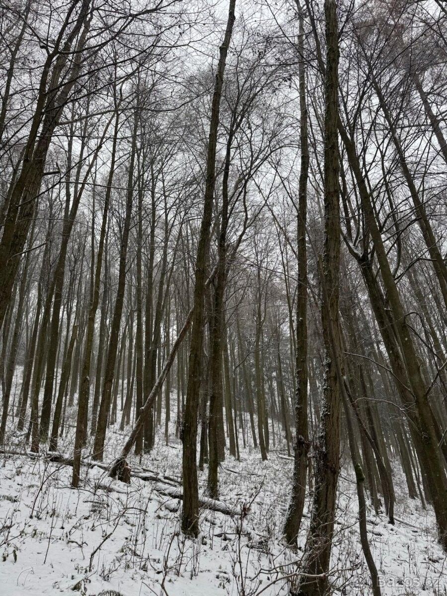 Prodej pozemek pro bydlení - Velké Losiny, 788 15