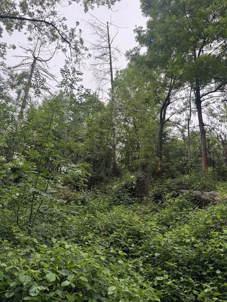 Lesy, Skuteč - Šluknov, okres Chrudim, Pardubický kraj - 2