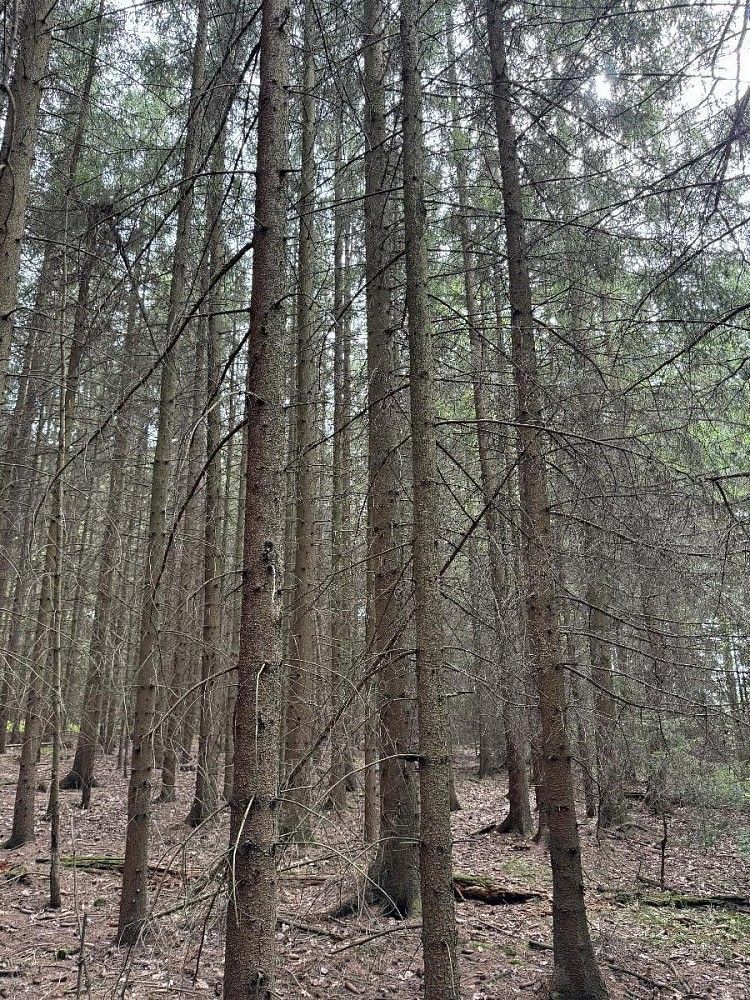 Lesy, Křenovice - Nýřany, okres Písek, Jihočeský kraj - 2