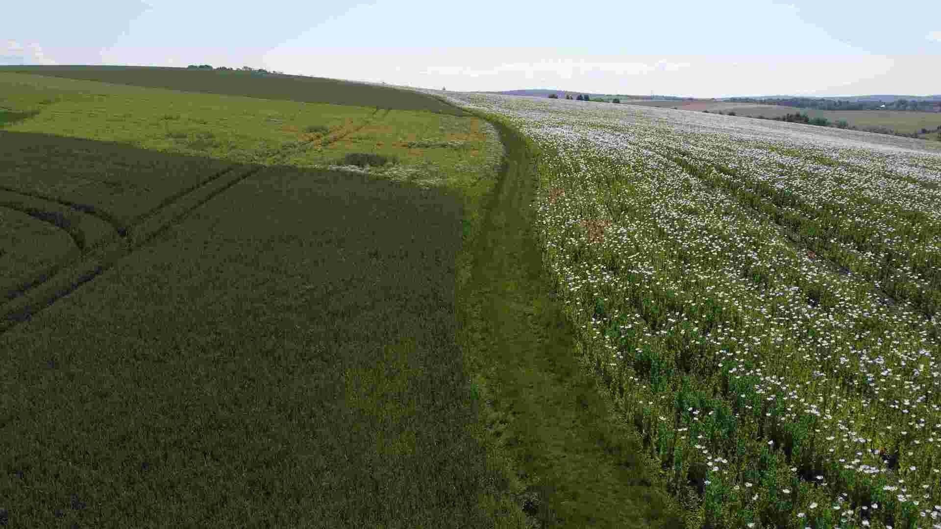 Zemědělský pozemek · 3 134 m² · Bučovice - 4