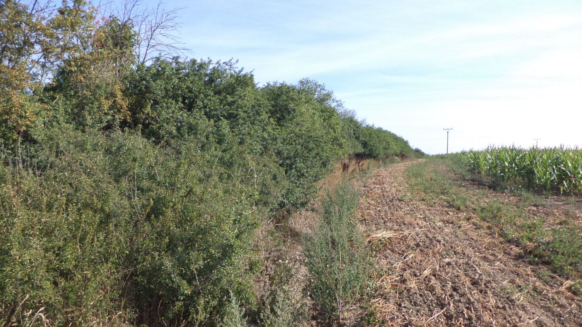 Zemědělský pozemek · 6 167 m² · Žihle - 4