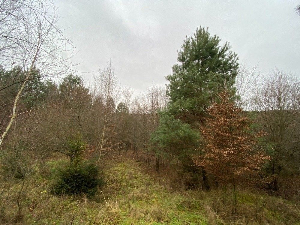 Prodej les - Šarovy