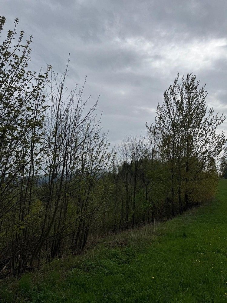 Prodej les - Bukovina u Čisté - Dražeň, okres Semily, Liberecký kraj - 5